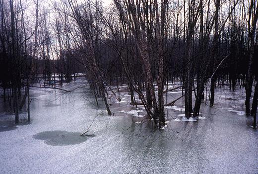 frozen swamp