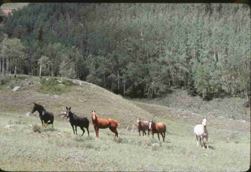 original--0094 Horses, Colorado