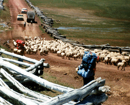 sheep herders